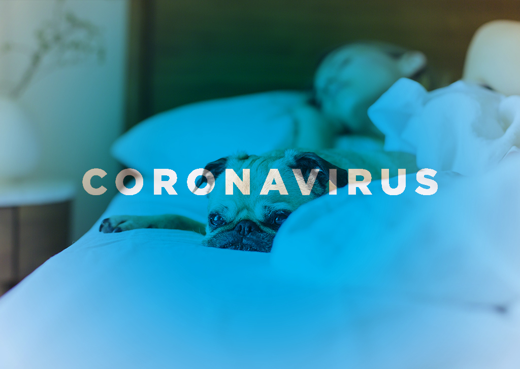 Coronavirus y animales, ¿qué debemos saber?