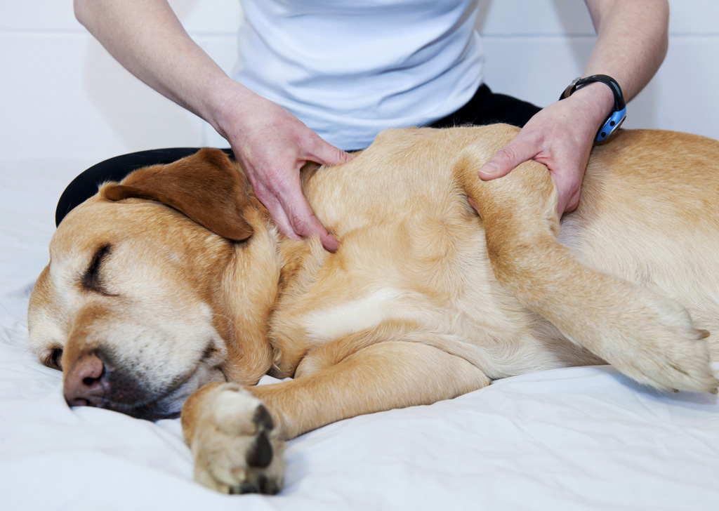 Beneficios del masaje en los animales de compañia