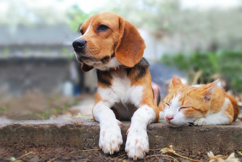Cálculos de orina en perros y gatos, ¿cómo afectan a la salud de nuestros animales?