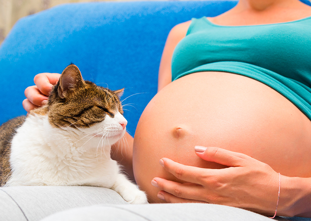Embarazo y gatos, ¿compatibles?