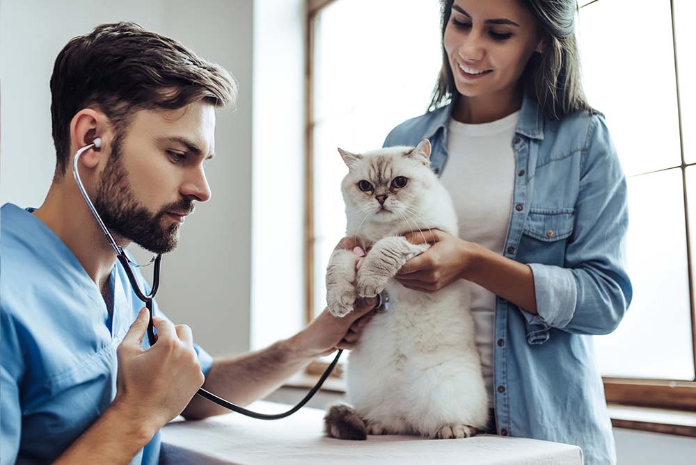 Cardiomiopatía dilatada e hipertrófica en perros y gatos, ¿qué sabes sobre estas patologías cardiacas?