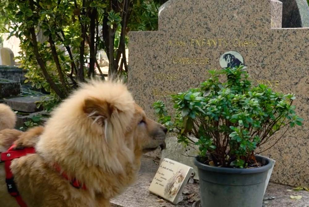 Conoce algunos de los cementerios para animales más famosos alrededor del mundo