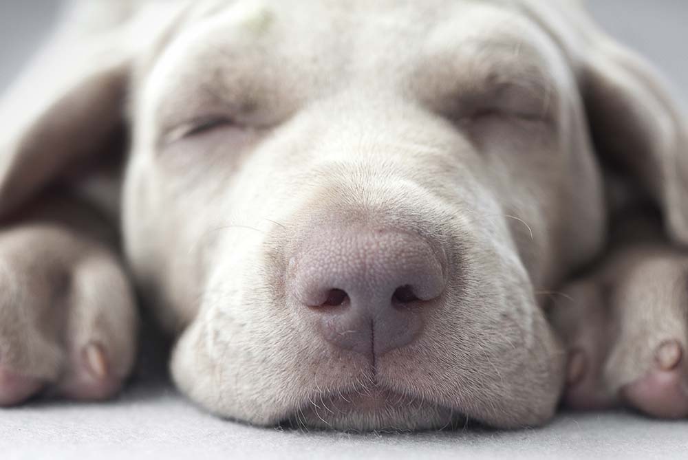 Curiosidades sobre el sueño en los perros, ¿cómo duermen nuestros mejores amigos?