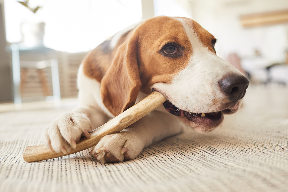 La importancia de la masticación en perros, ¡te contamos sus beneficios!