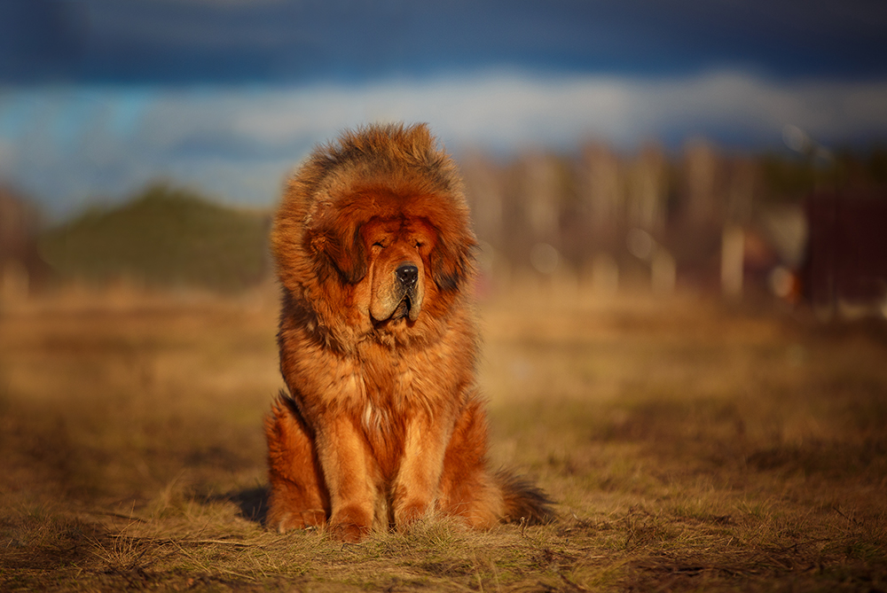 ¿Cuáles son las razas de perro más grandes del mundo? ¿Las conoces?