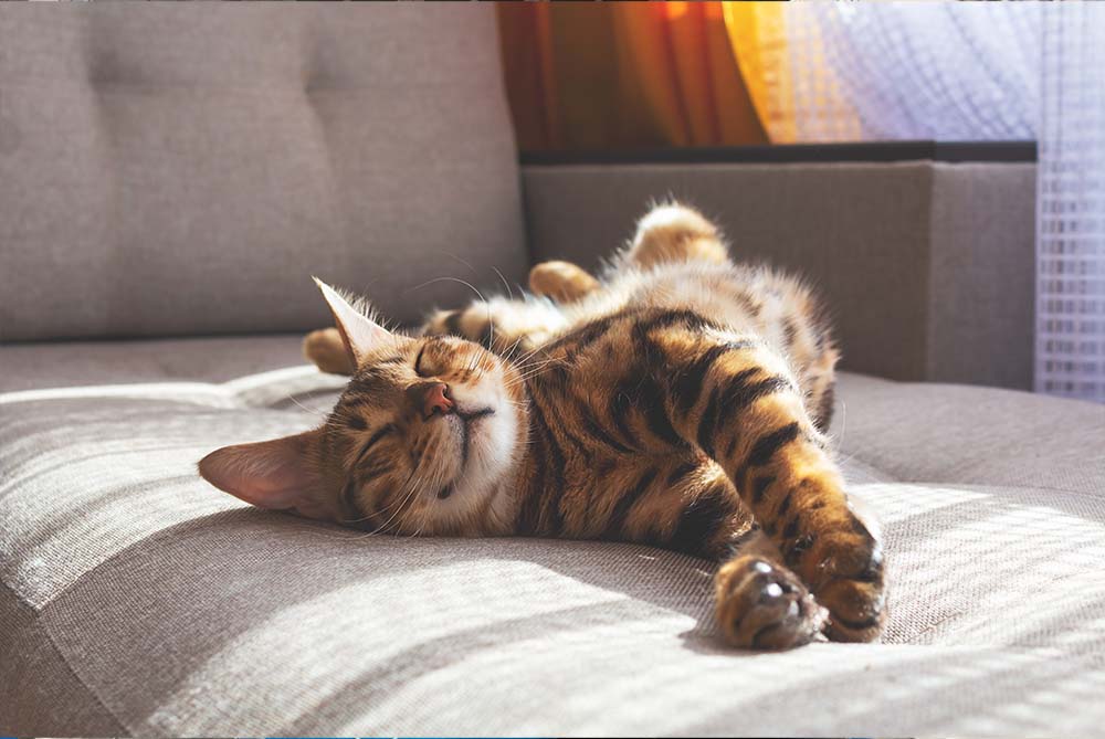 ¿Tu gato tiene barriga colgandera? Se llama bolsa primordial, ¡te contamos sobre ella!