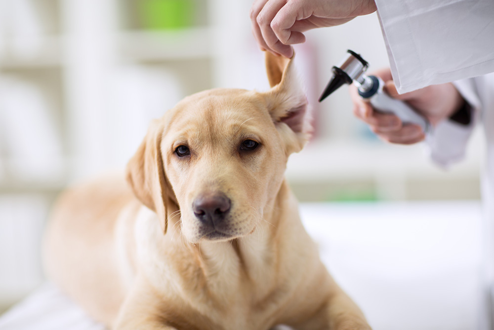 7 Signos clínicos que pueden indicarnos que nuestro perro tiene alergia