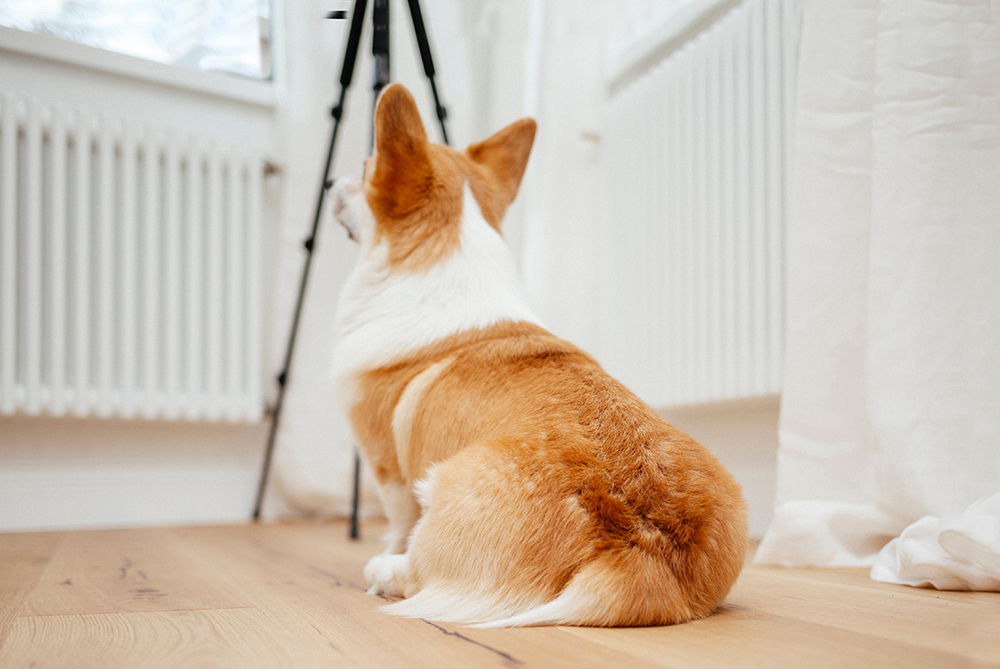 ¿Tu perro arrastra el ano por el suelo? Te contamos sobre las glándulas anales