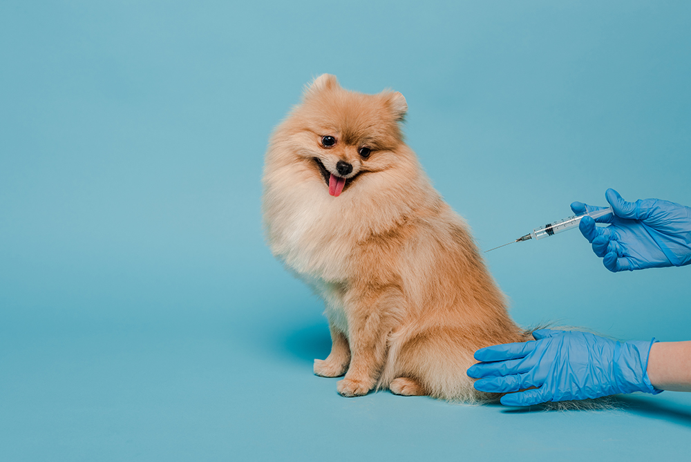 ¿Sabes cuáles son las principales enfermedades infecciosas de los perros que pueden prevenirse mediante la vacunación?