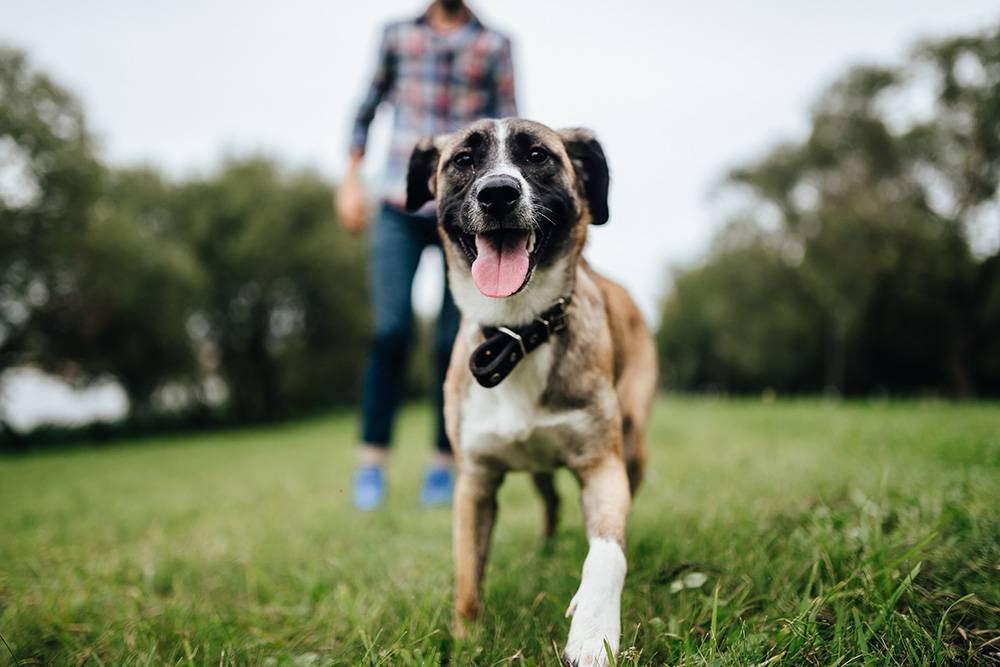 7 preguntas frecuentes sobre la leishmaniosis canina, ¡aprende lo básico sobre esta enfermedad!