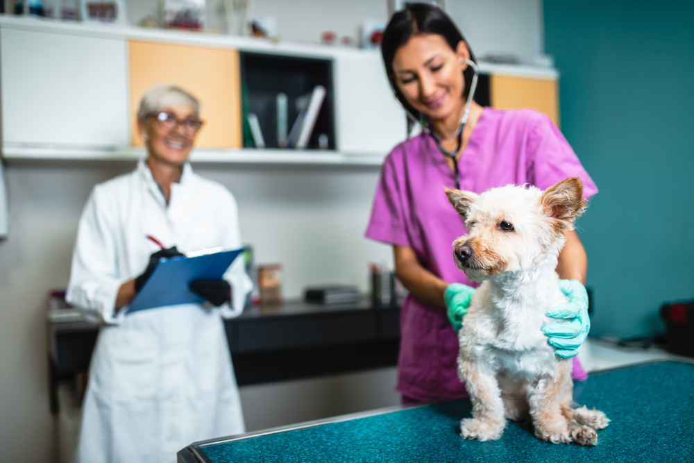 La formación práctica, esencial para el auxiliar clínico veterinario