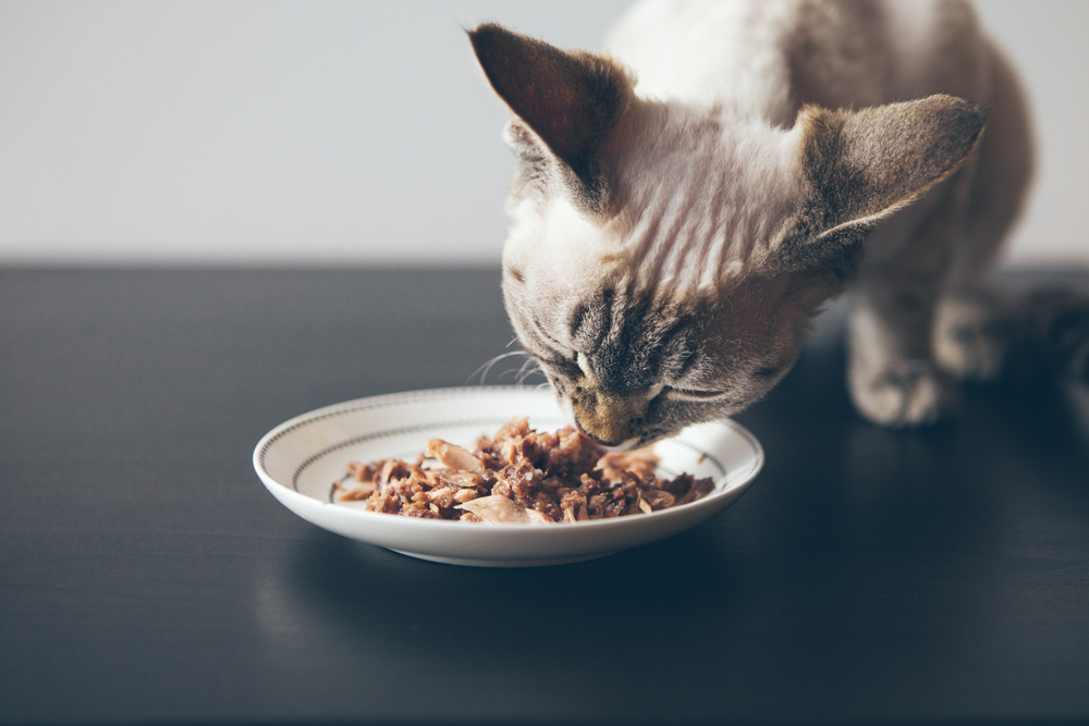 Comida húmeda para gatos, ¡descubre sus beneficios!