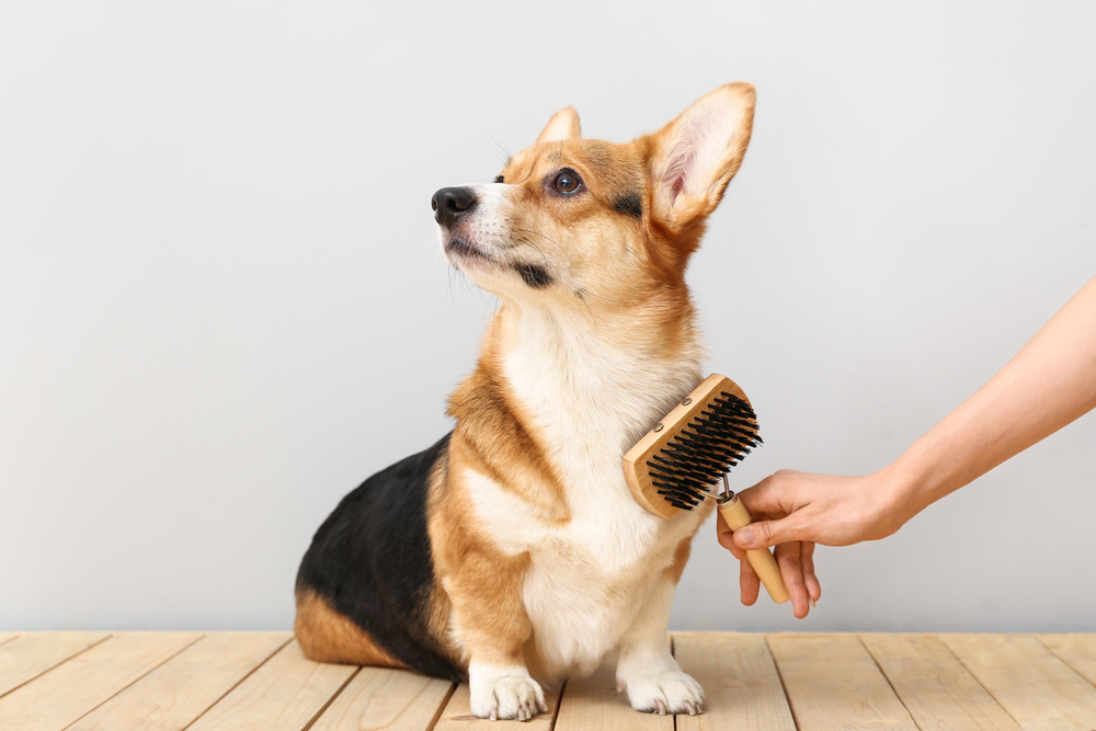¿Cepillas a tu perro? Elige la herramienta adecuada para cada tipo de pelo