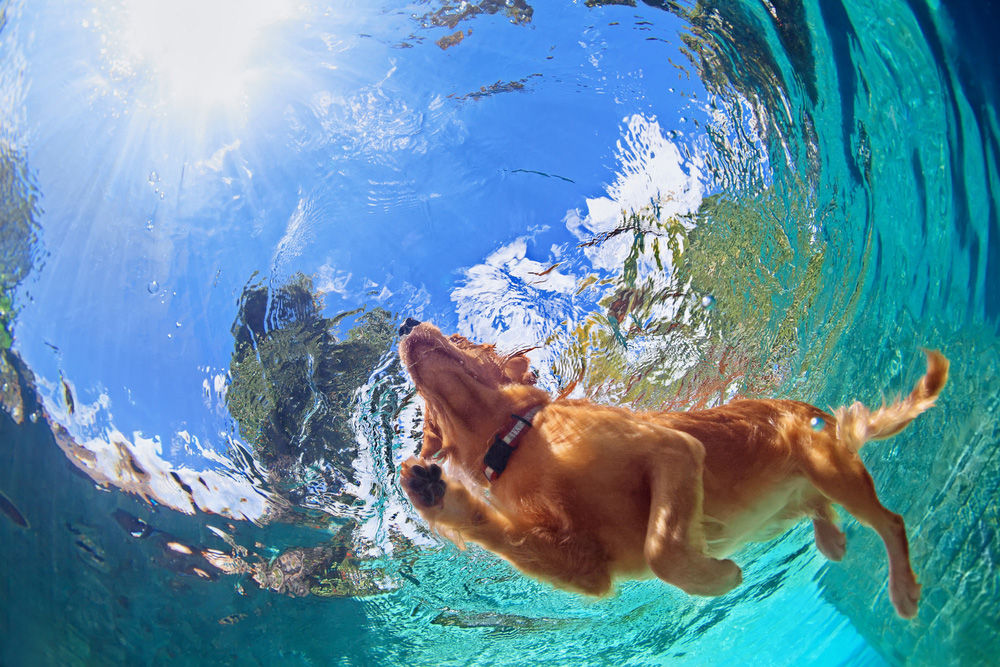 Descubre las razas de perro amantes del agua