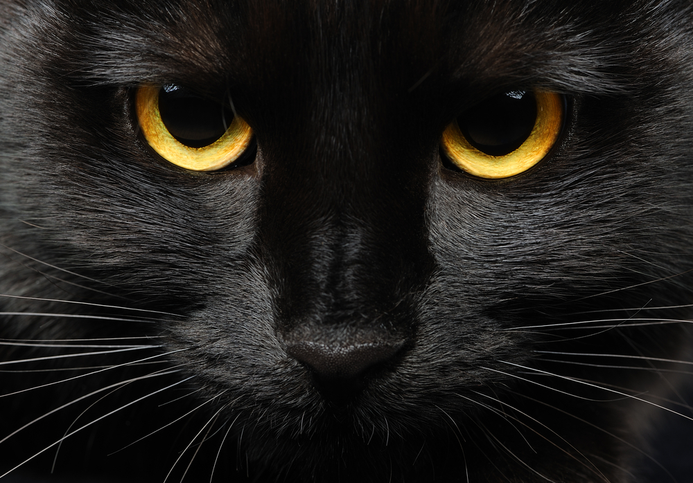 Los gatos negros: Leyendas, mitos y supersticiones