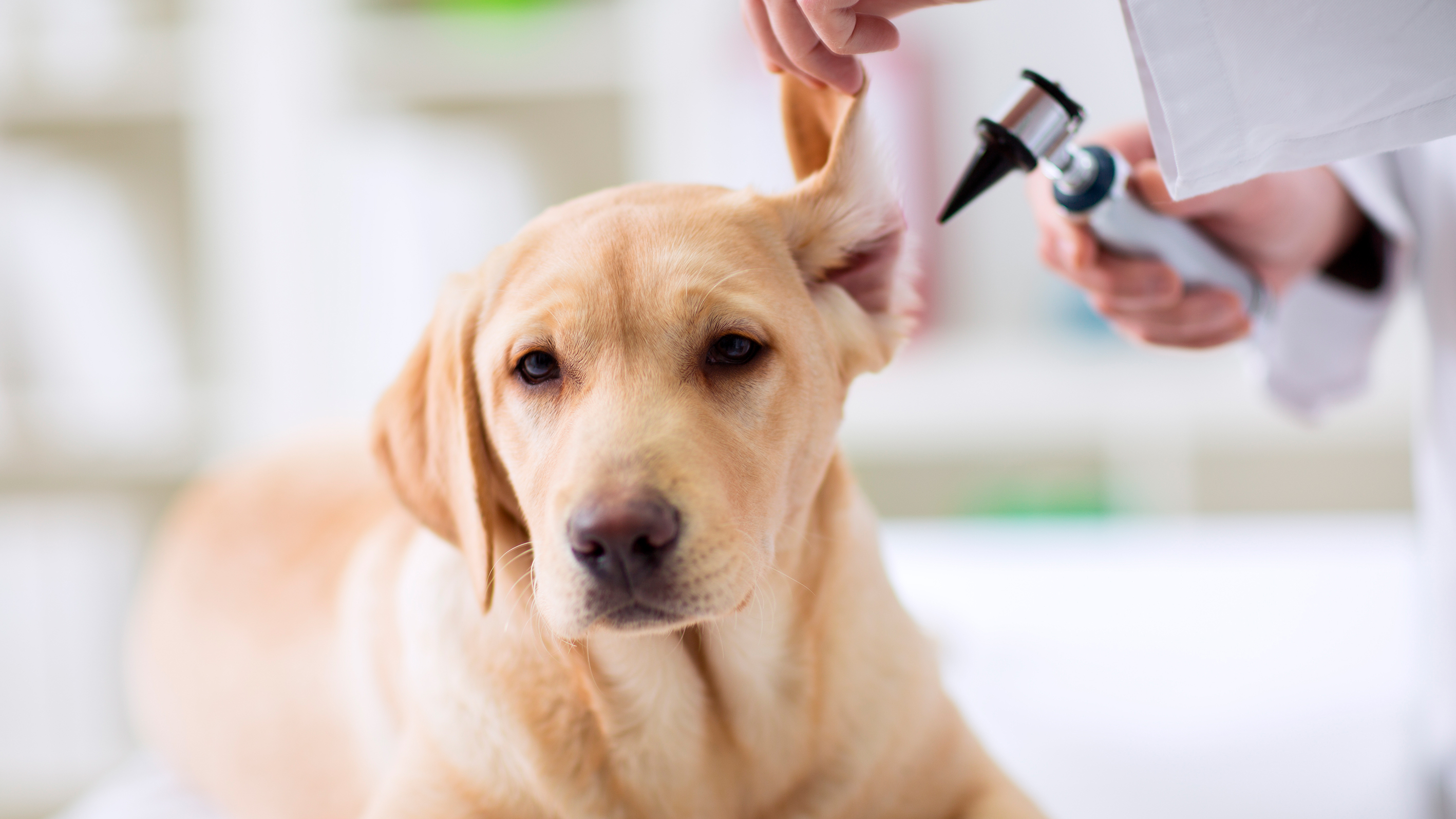 5 Consejos para limpiar los oídos a tu perro