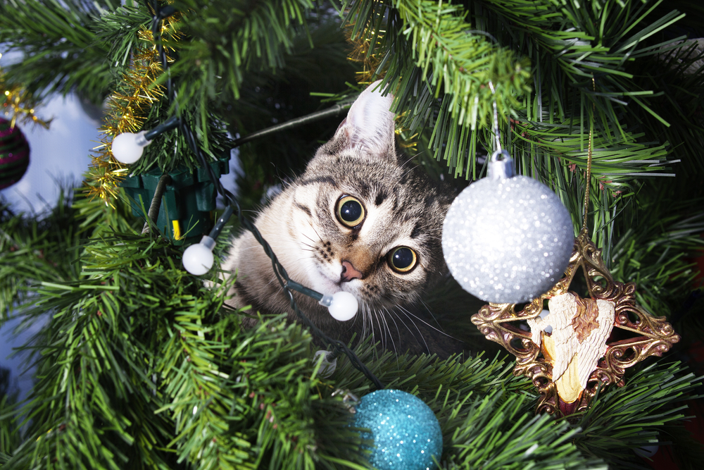 ¿Se puede tener árbol de Navidad en hogares gatunos?