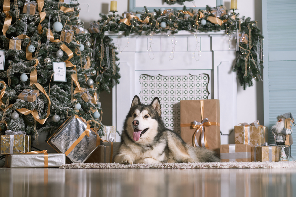 4 Regalos navideños ¡no materiales! para nuestros animales