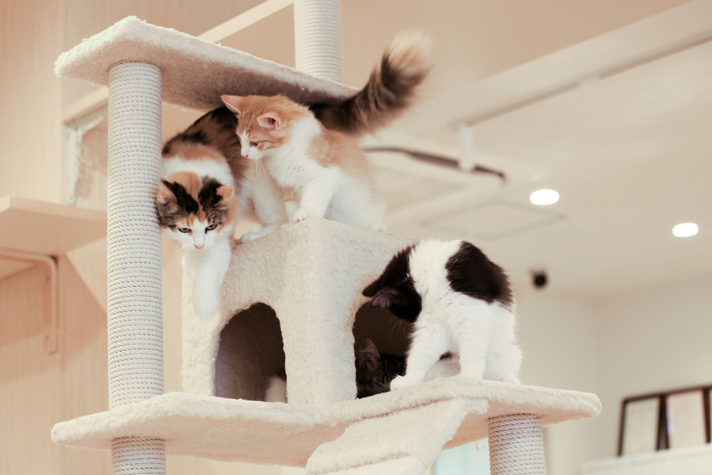 ¿Cómo podemos saber si los gatos son de un mismo grupo social?