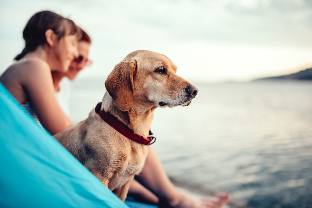 Las 5 urgencias veterinarias más habituales durante el verano