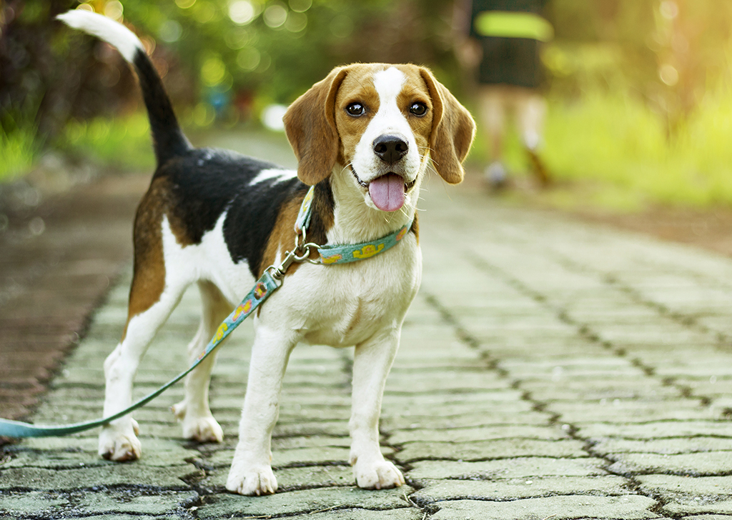 5 claves para tener un paseo perfecto con nuestros perros
