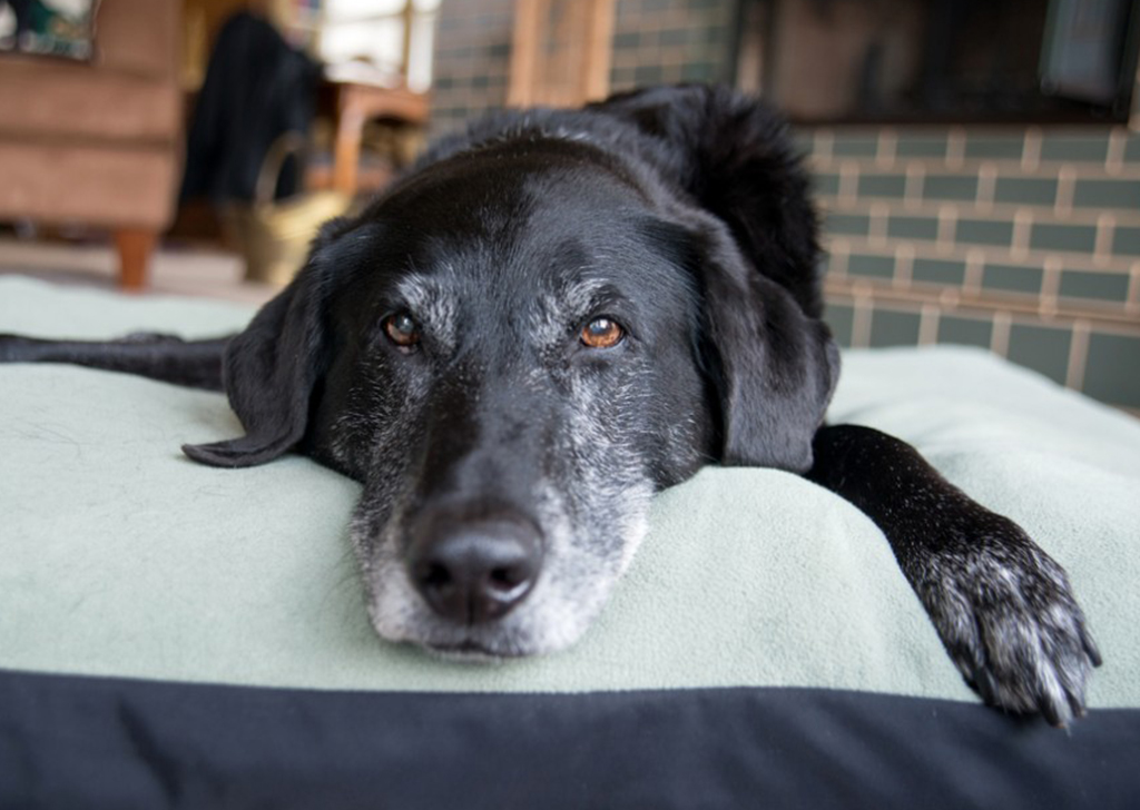 ¿Cómo mejorar la calidad de vida del perro senior?