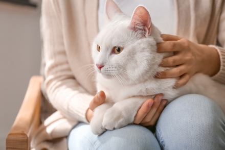 Los gatos blancos y el sol: ¿Sabes que pueden desarrollar carcinoma de células escamosas?