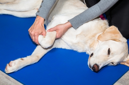 Fisioterapia en animales, ¿sabes cuáles son sus beneficios?