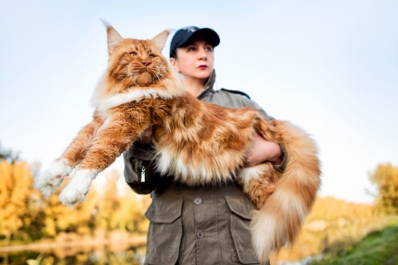 Las razas de gatos más grandes del mundo, ¡descúbrelas!