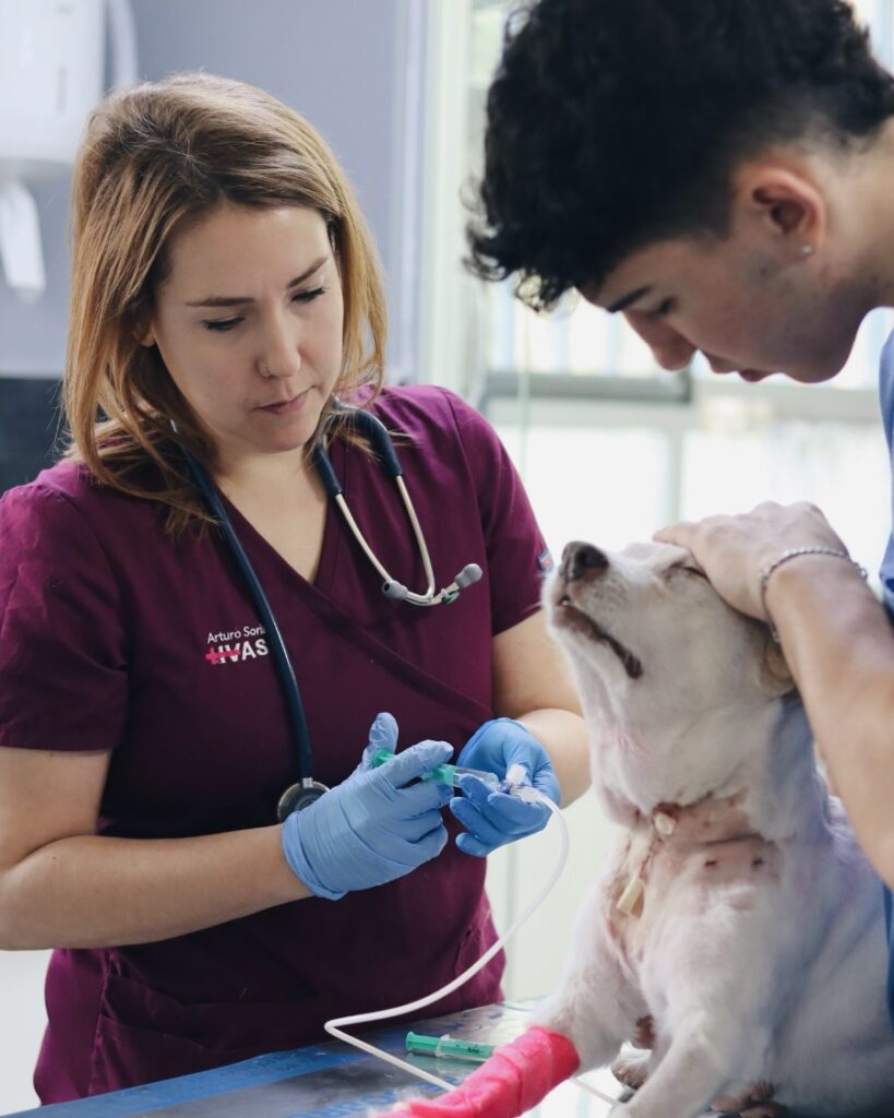 auxiliar veterinario administracion medicamentos