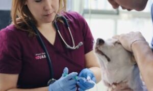 auxiliar veterinario administracion medicamentos