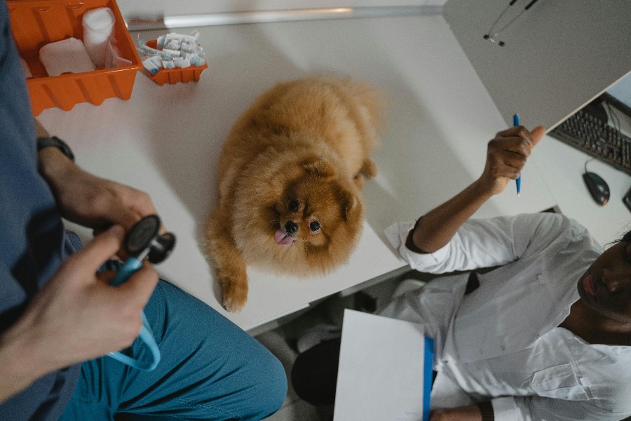 perro enfermo en veterinario