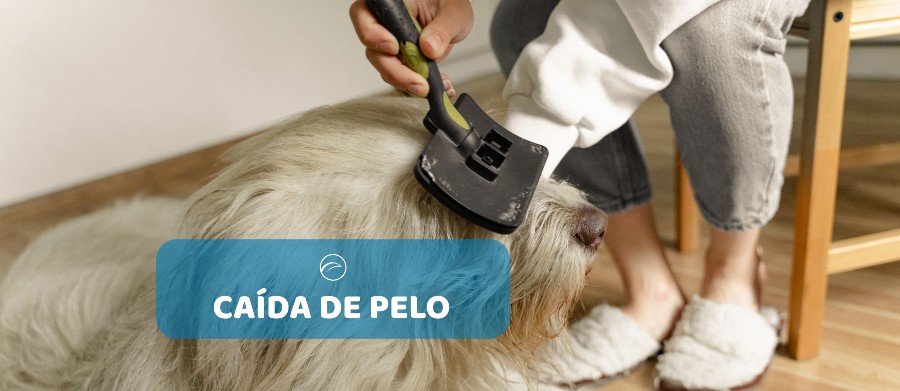 caida pelo en perros causas