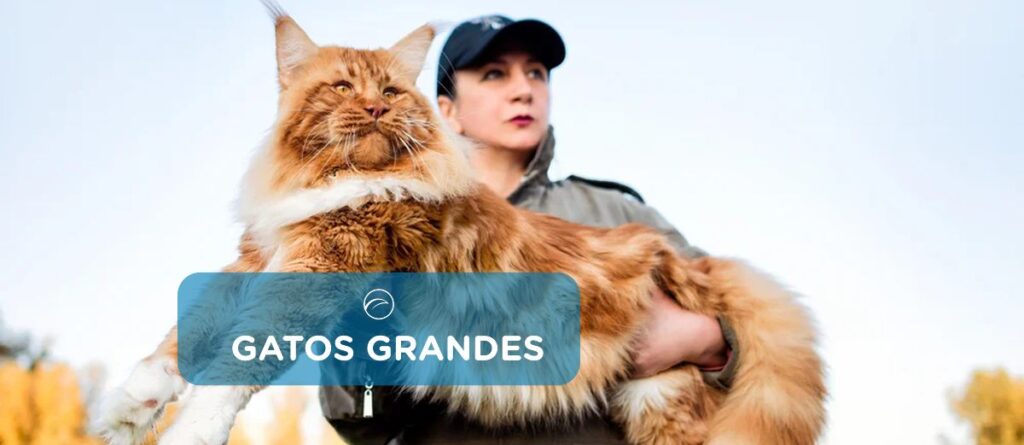 razas gratos grandes