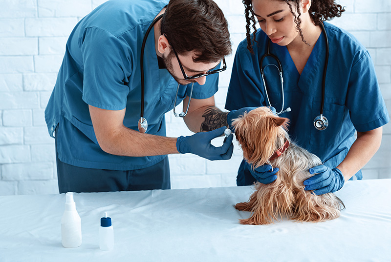 Veterinary,Doctors,With,Ear,Drops,And,Cute,Little,Doggy,At