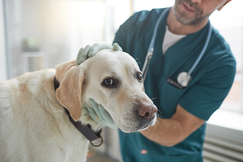 Portrait,Of,Big,White,Dog,Looking,At,Camera,During,Examination