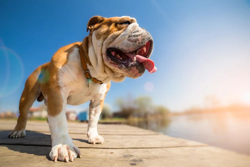 calor perros verano