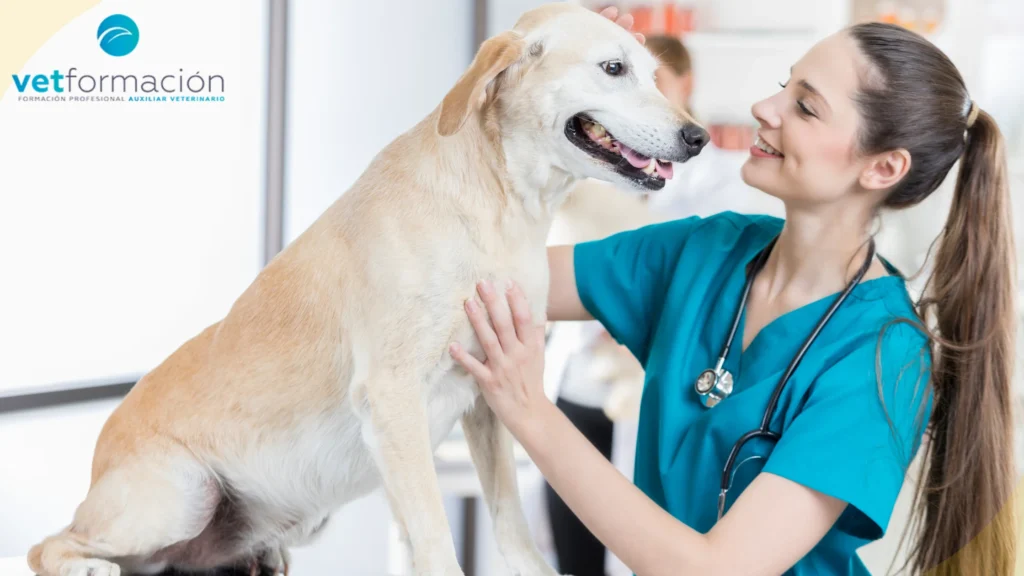 auxiliar tecnico veterinario formacion