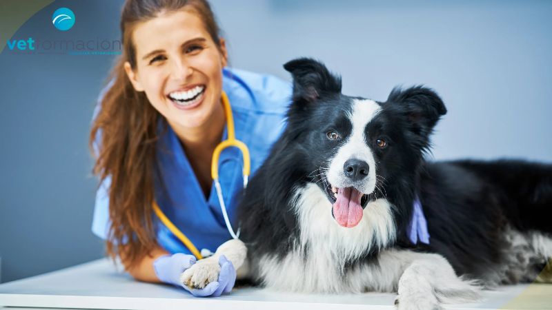 auxiliar veterinario ventajas