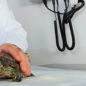 Curso Especialista Herpetologia - Vetformación