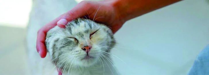 Curso Especialista Etología Felina - Vetformación
