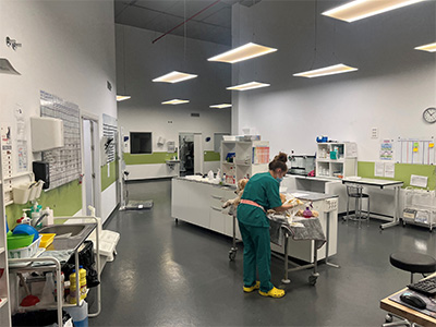 Hospital Veterinario MiVet Atlántico - A Coruña - Curso Auxiliar Veterinaria - Vetformacion