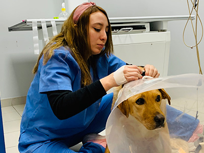 Hospital Veterinario La Moraleja IVC Evidensia - Madrid - Curso Auxiliar Veterinaria - Vetformacion