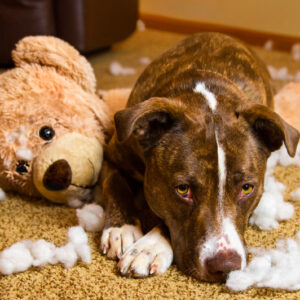Curso Especialista Etología y Educación Canina - Vetformación