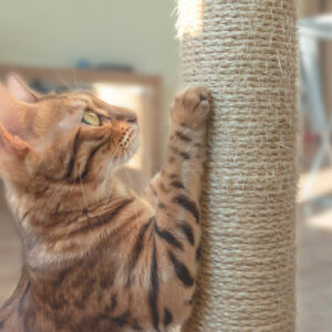 Curso Especialista Etología Felina - Vetformación