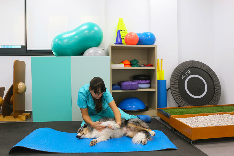 Curso Fisioterapia y Rehabilitación de Animales de Compañía - Vetformación