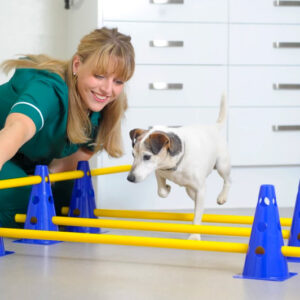 Curso Fisioterapia y Rehabilitación de Animales de Compañía - Vetformación