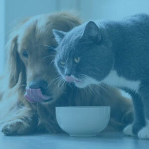Curso Nutrición Práctica para Perros y Gatos - Vetformación