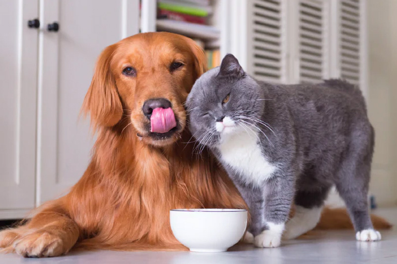 Curso Nutrición Práctica para Perros y Gatos - Vetformación