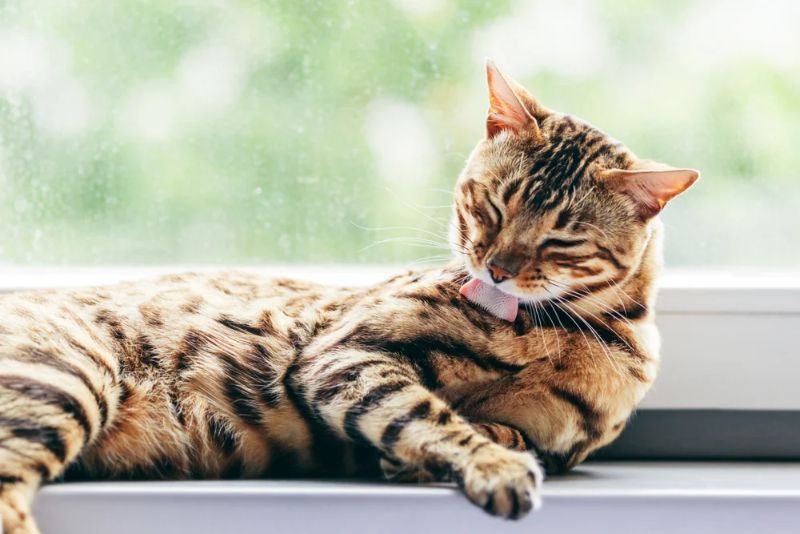 gato acicalandose